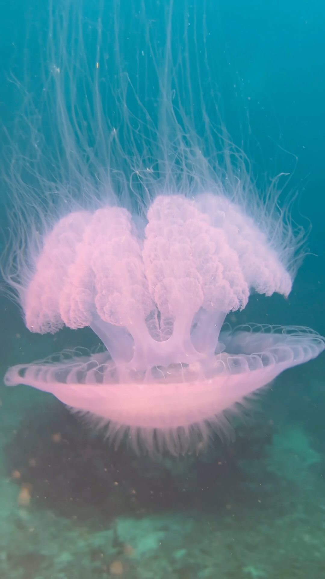 A jellyfish suspended in blue water