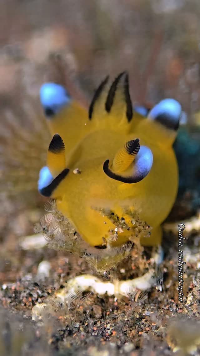 Yellow and blue Pikachu nudibranch