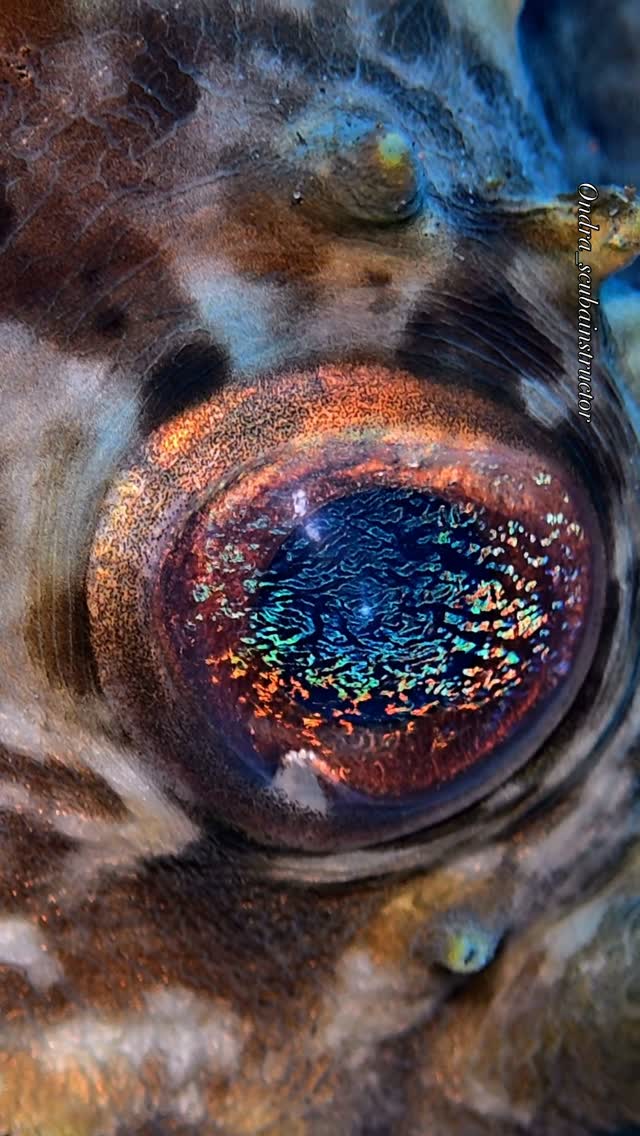 Close-up of the eyes of a birdbeak burrfish