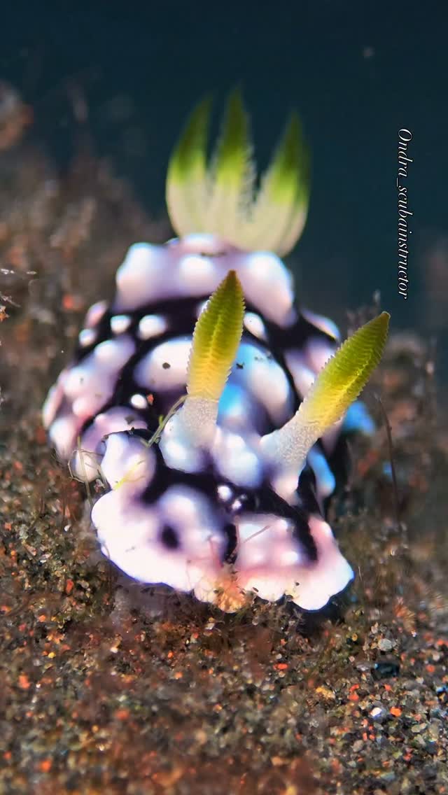 A small green and white nudibranch