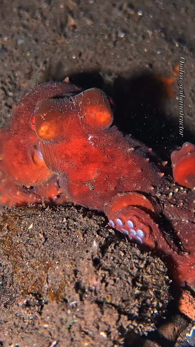 A red octopus at night